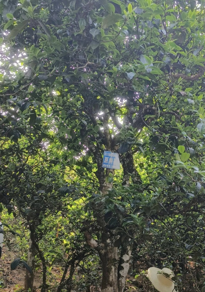 古树茶，寻找买家，需要的老板联系