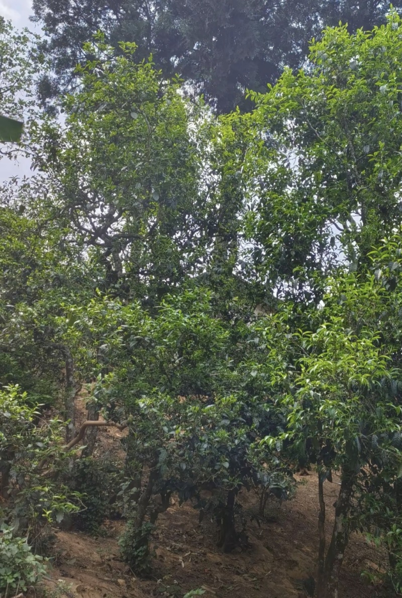 古树茶，寻找买家，需要的老板联系
