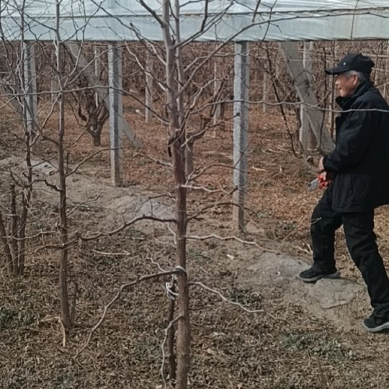 冬枣树苗