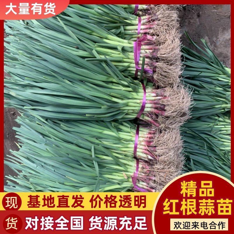 山东红根蒜苗/青蒜苗产地直发货源充足量大从优欢迎咨