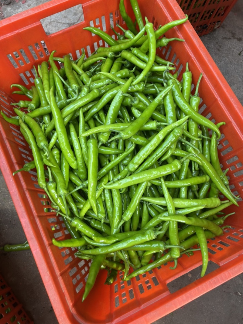 亢杭椒