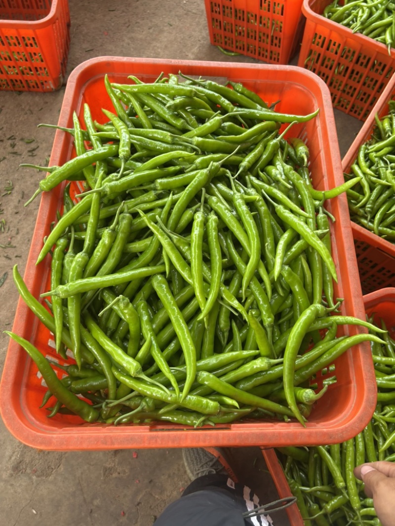 亢杭椒