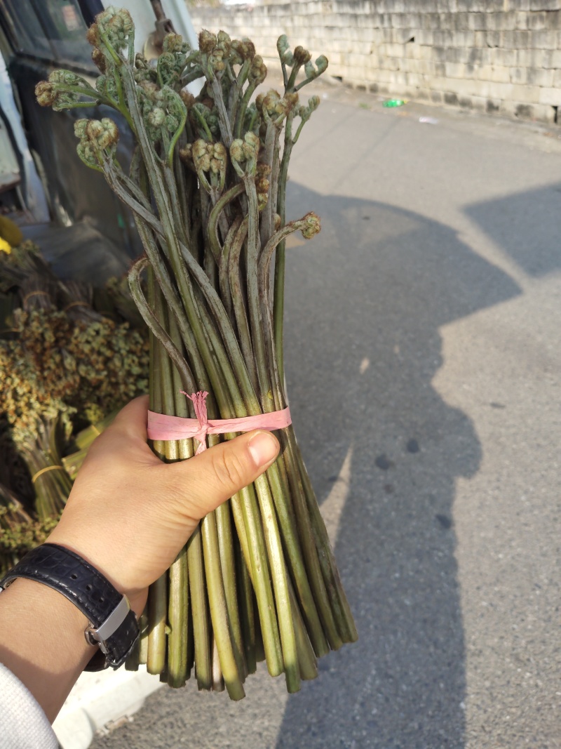 贵州蕨菜产地直发