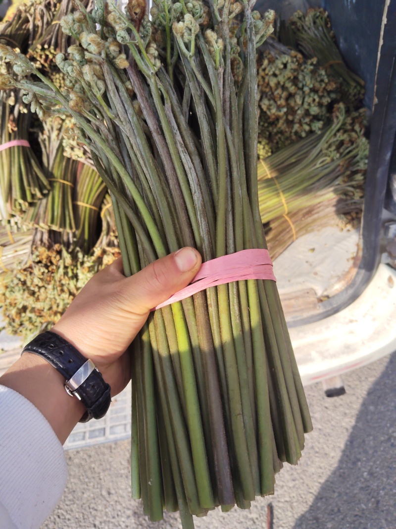 贵州蕨菜产地直发