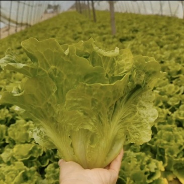 生菜油麦菜