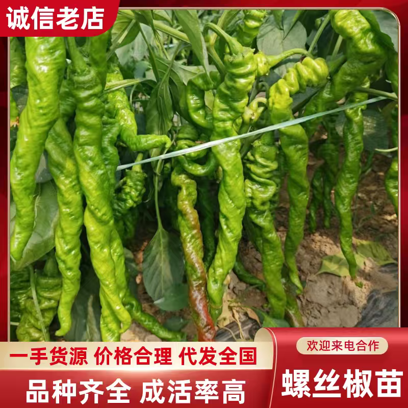 【实力】安徽宿州精品螺丝椒苗抗病高产现挖现发