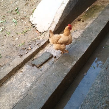 三黄鸡，肉蛋营养好，肉质好