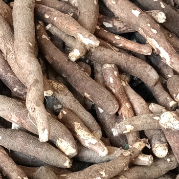 华南9号黄肉木薯