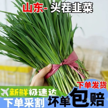 【红根韭菜】山东韭菜/莘县红根韭菜/精选头茬/坏单包赔