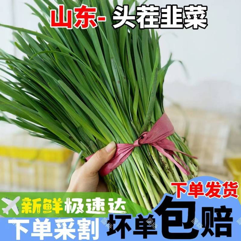 【红根韭菜】山东韭菜/莘县红根韭菜/精选头茬/坏单包赔