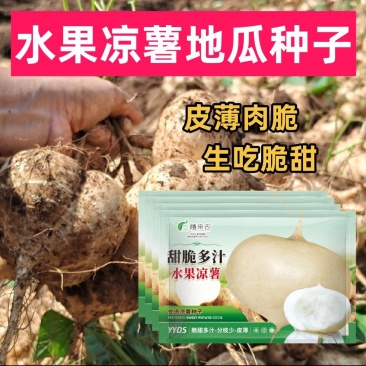 地瓜种子水果凉薯地瓜种子牧马山地瓜生吃脆甜南北方均可种植