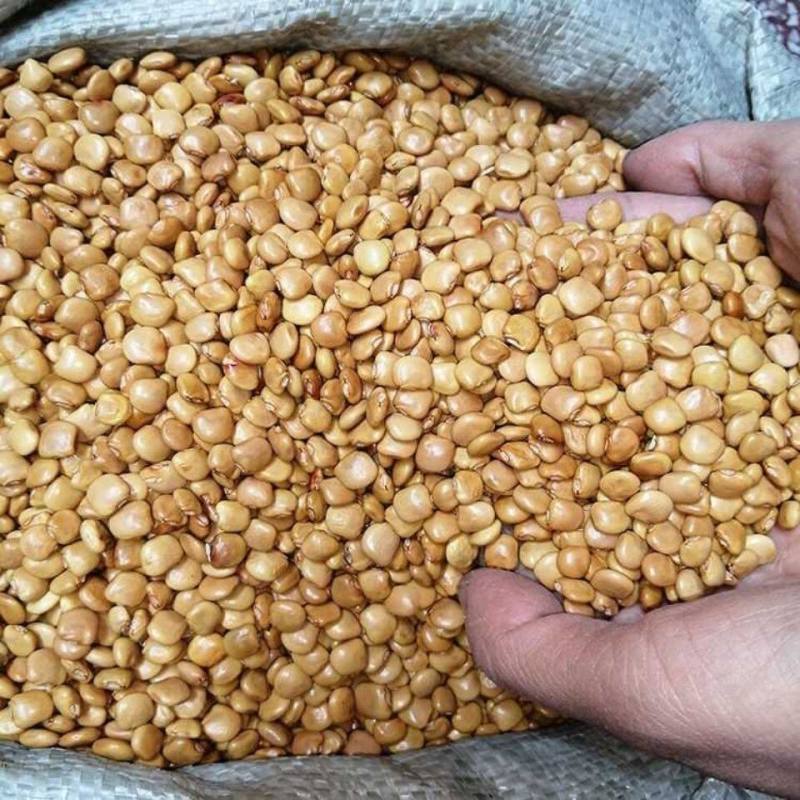 地瓜种子水果凉薯地瓜种子牧马山地瓜生吃脆甜南北方均可种植