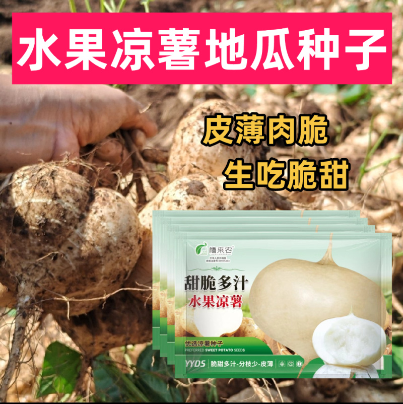 地瓜种子水果凉薯地瓜种子牧马山地瓜生吃脆甜南北方均可种植