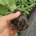 黄金百香果果树直径近地侧主茎叶易管理挂果快产量高带杯发货