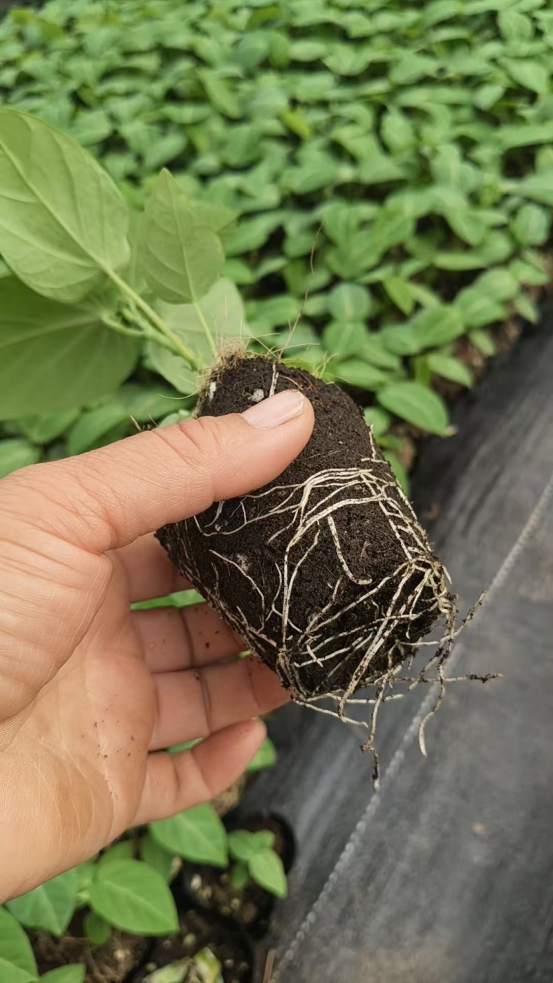 黄金百香果果树直径近地侧主茎叶易管理挂果快产量高带杯发货