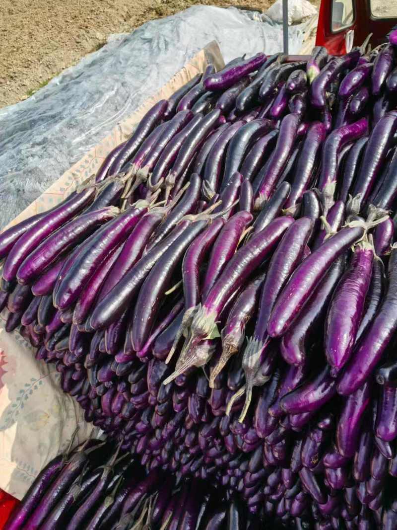 《精选》云南紫长茄基地直发保质保量全国发货售后无忧