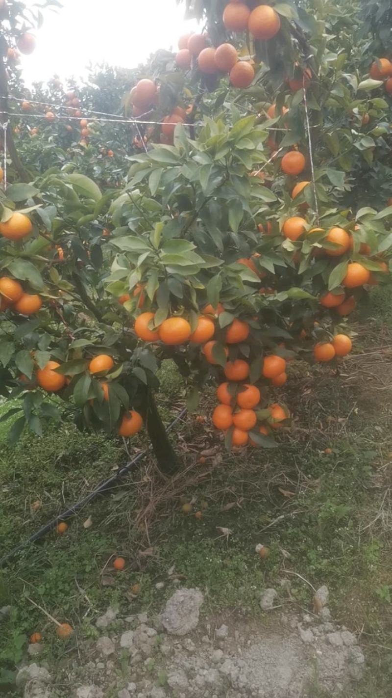 沃柑（云南高原沃柑）