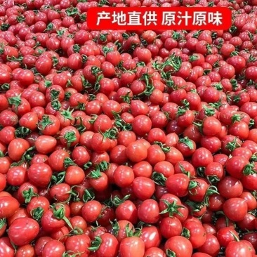 盘锦圣女果碧娇405409黄姑娘品种齐全