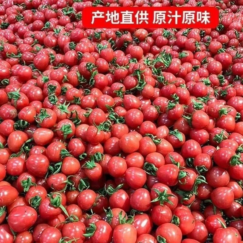 盘锦圣女果碧娇405409黄姑娘品种齐全