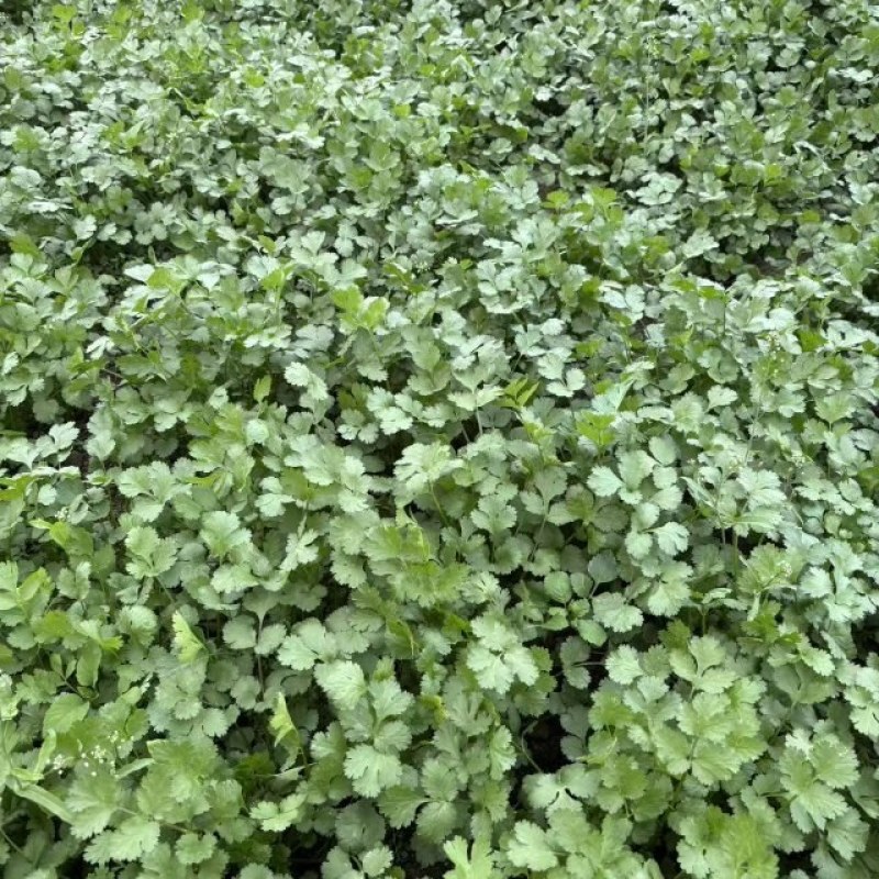 广东翁源大叶香菜