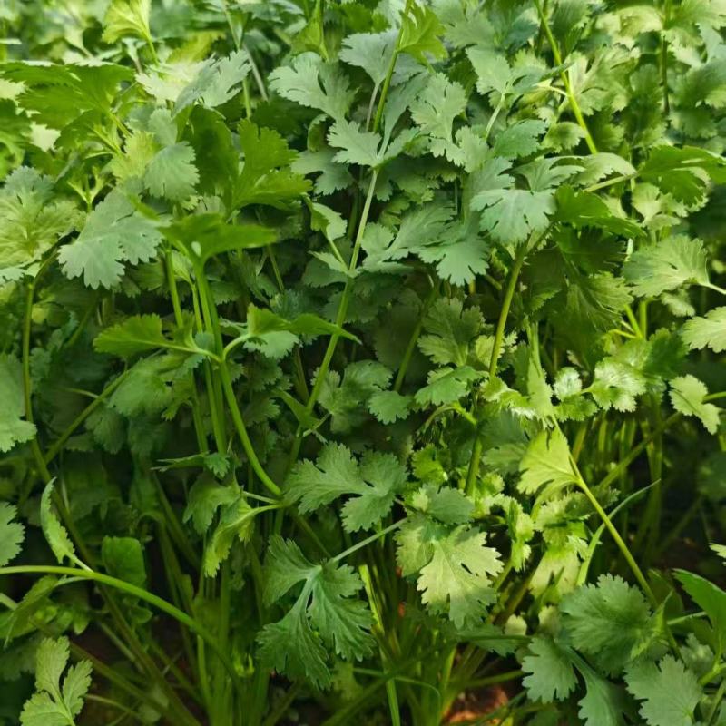 广东翁源大叶香菜