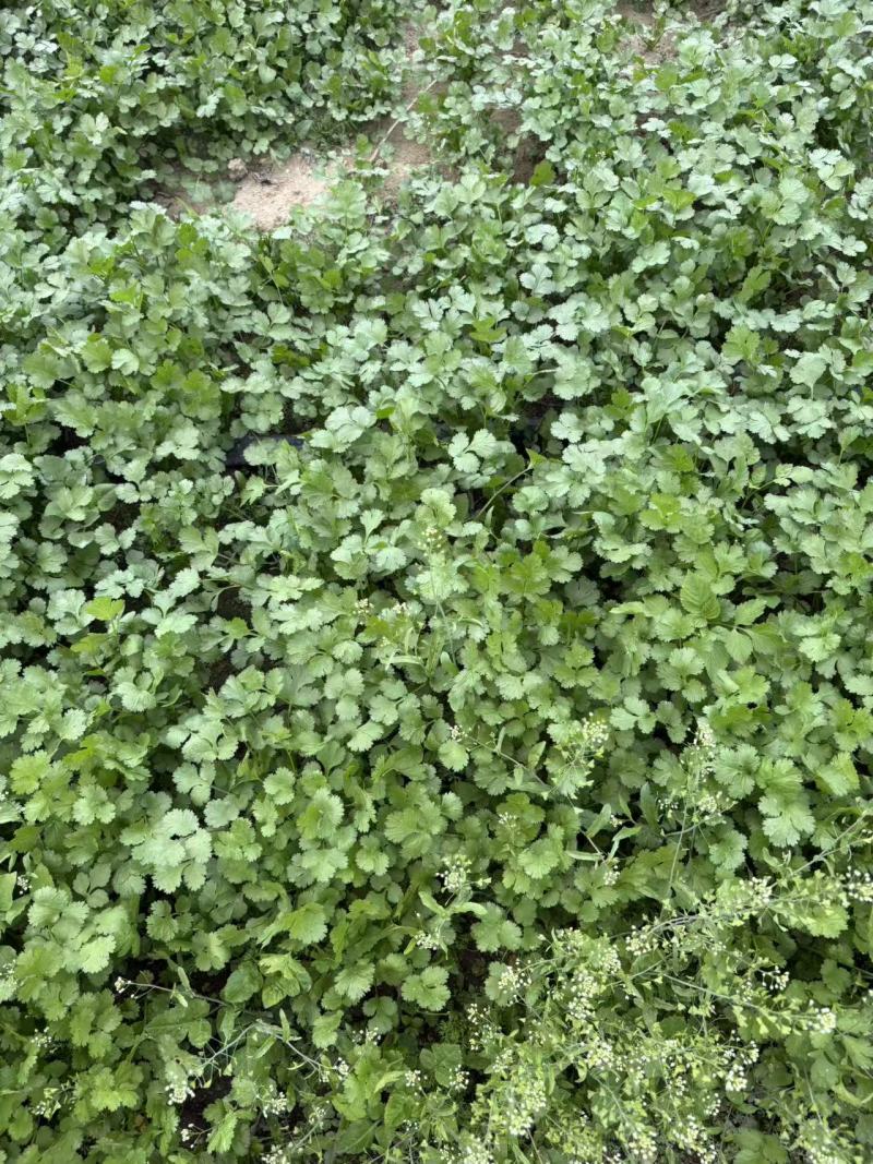 广东翁源大叶香菜