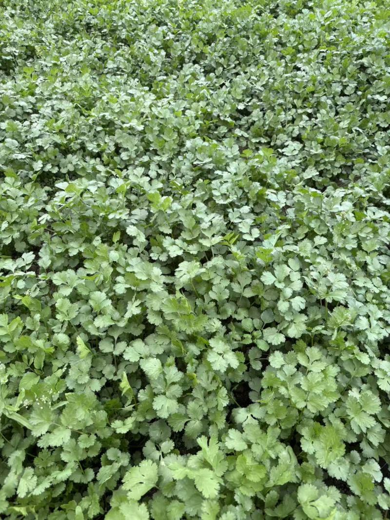 广东翁源大叶香菜
