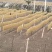 粉条平顶山汝州红薯粉条厂家直供品质保障量大从优欢迎咨询