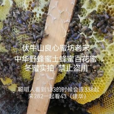 伏牛山深山野蜂蜜土蜂蜜百花蜜成冬蜜纯蜜物理过滤良心品质