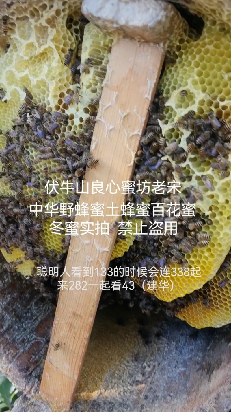伏牛山深山野蜂蜜土蜂蜜百花蜜成冬蜜纯蜜物理过滤良心品质