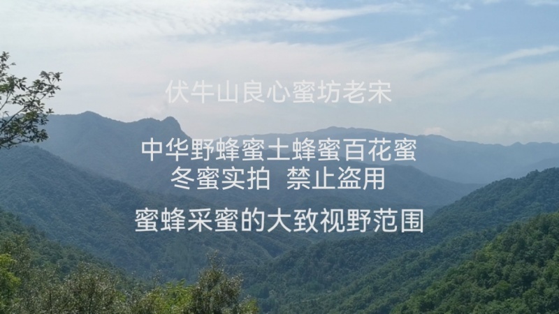 伏牛山深山野蜂蜜土蜂蜜百花蜜成冬蜜纯蜜物理过滤良心品质