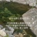 伏牛山深山野蜂蜜土蜂蜜百花蜜成冬蜜纯蜜物理过滤良心品质