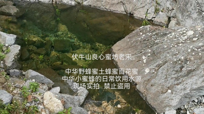 伏牛山深山野蜂蜜土蜂蜜百花蜜成冬蜜纯蜜物理过滤良心品质