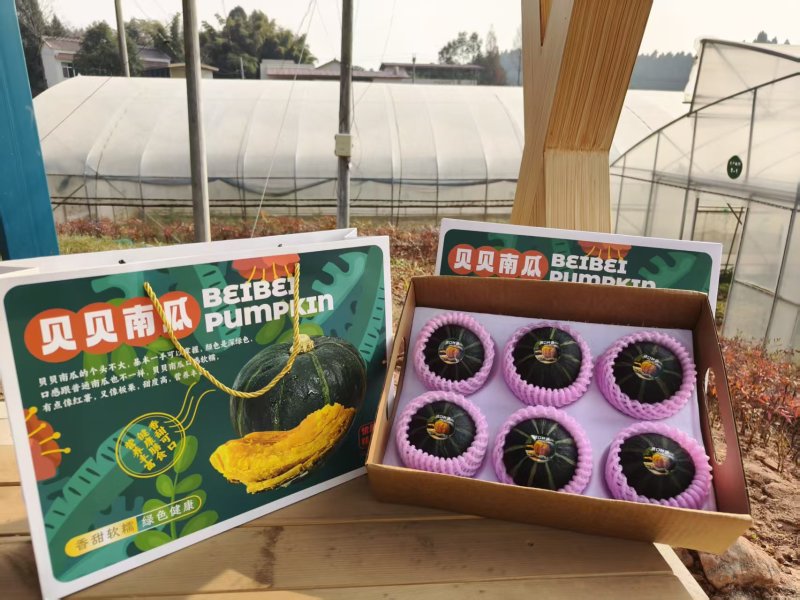 惠和一号贝贝蓝瓜