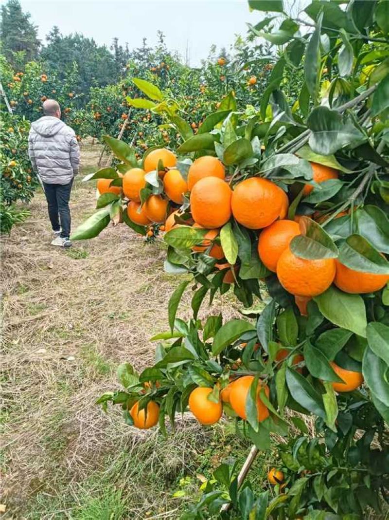 广西精品沃柑产地一手货源量大价优全国发货欢迎随时看货