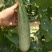 羊角蜜大量上市对接全国市场商超电商社区团购来电