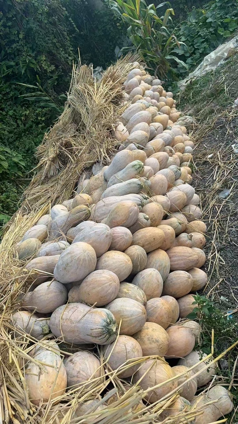 《正宗》蜜本南瓜广东贵州两个产地对接全国量大从优