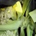 甘蓝散花芹菜，上市。需要朋友联系