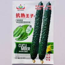 抗热王子黄瓜种子强雌油亮黄瓜种子绿肉春夏秋耐热高产刺黄瓜