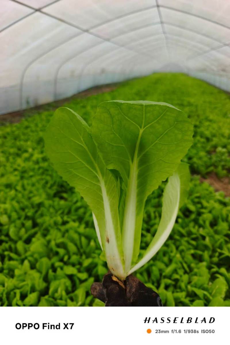 奶油小白菜