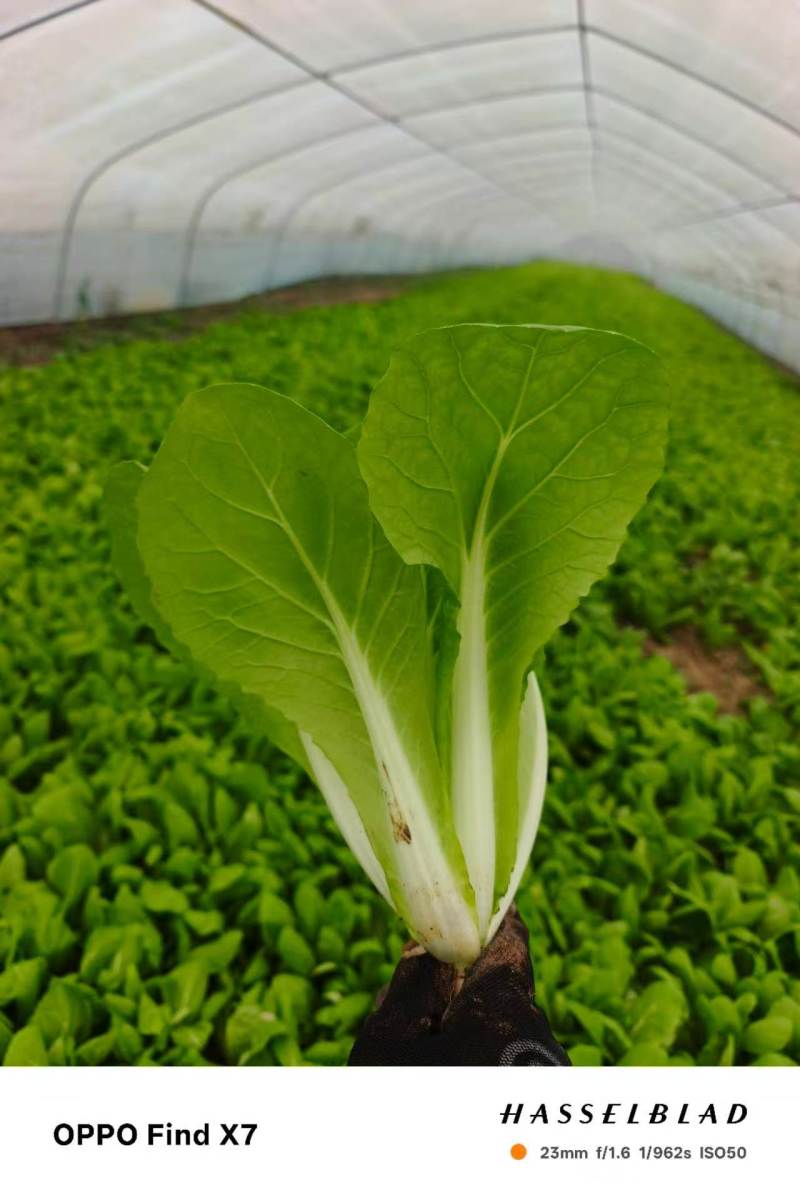 奶油小白菜