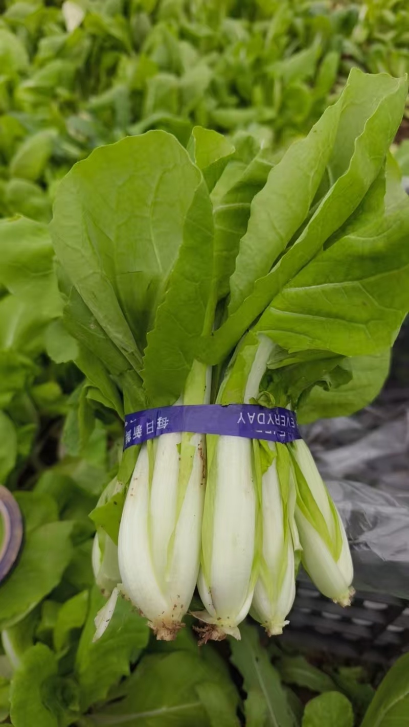 奶油小白菜