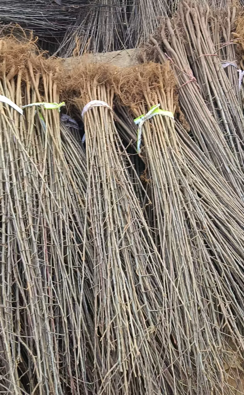 八楞海棠树苗