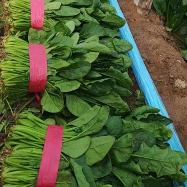 献县菠菜