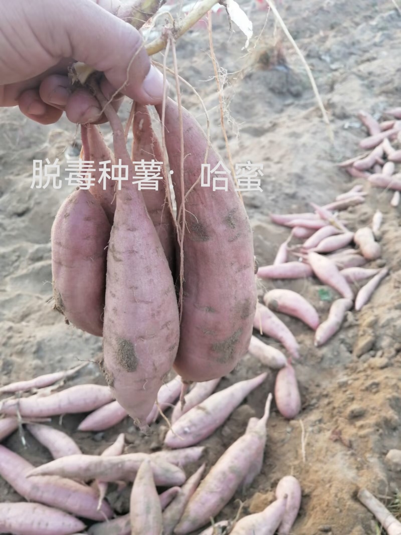 出售脱毒种薯，口感纯正，基地直发保证品质！