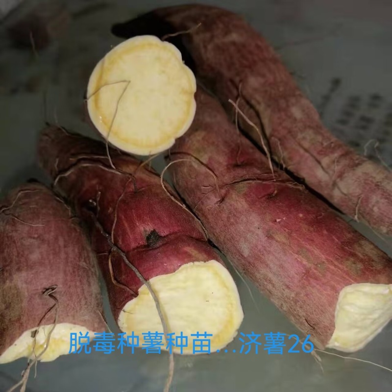 出售脱毒种薯，口感纯正，基地直发保证品质！