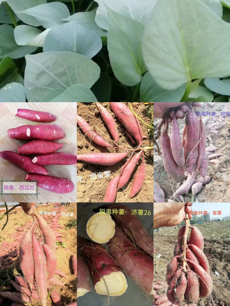 出售脱毒种薯，口感纯正，基地直发保证品质！