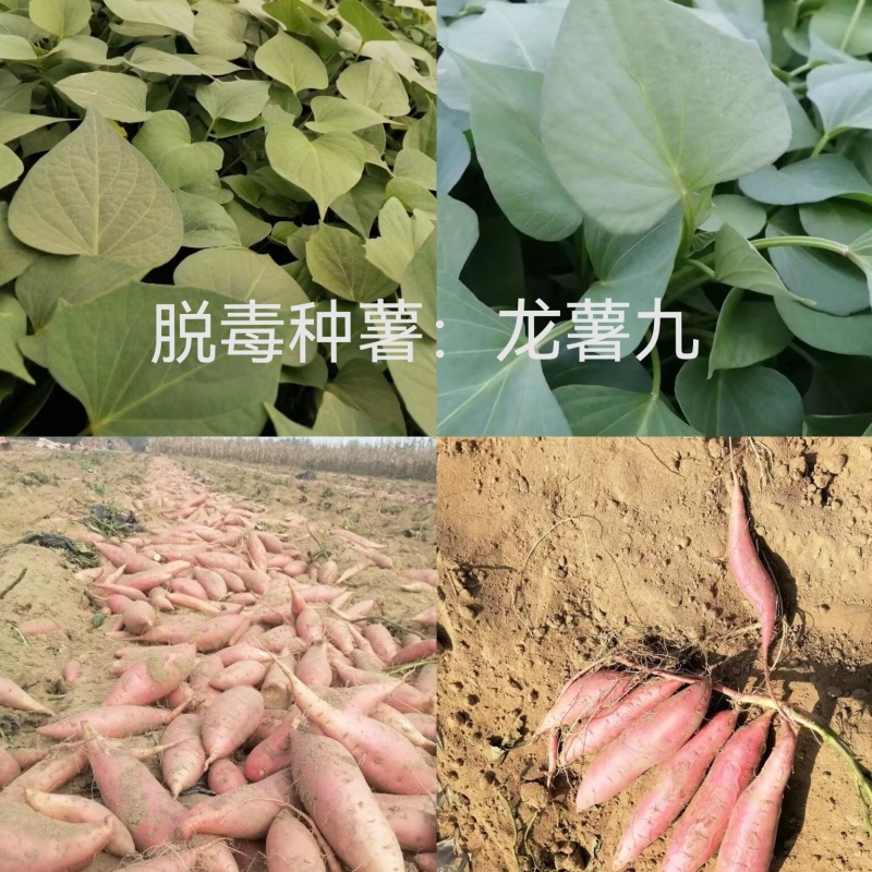 出售脱毒种薯，口感纯正，基地直发保证品质！
