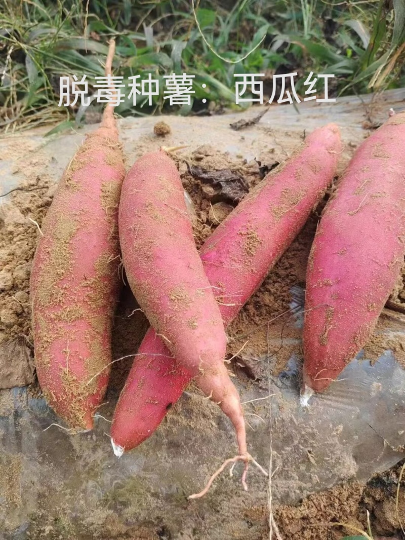 出售脱毒种薯，口感纯正，基地直发保证品质！