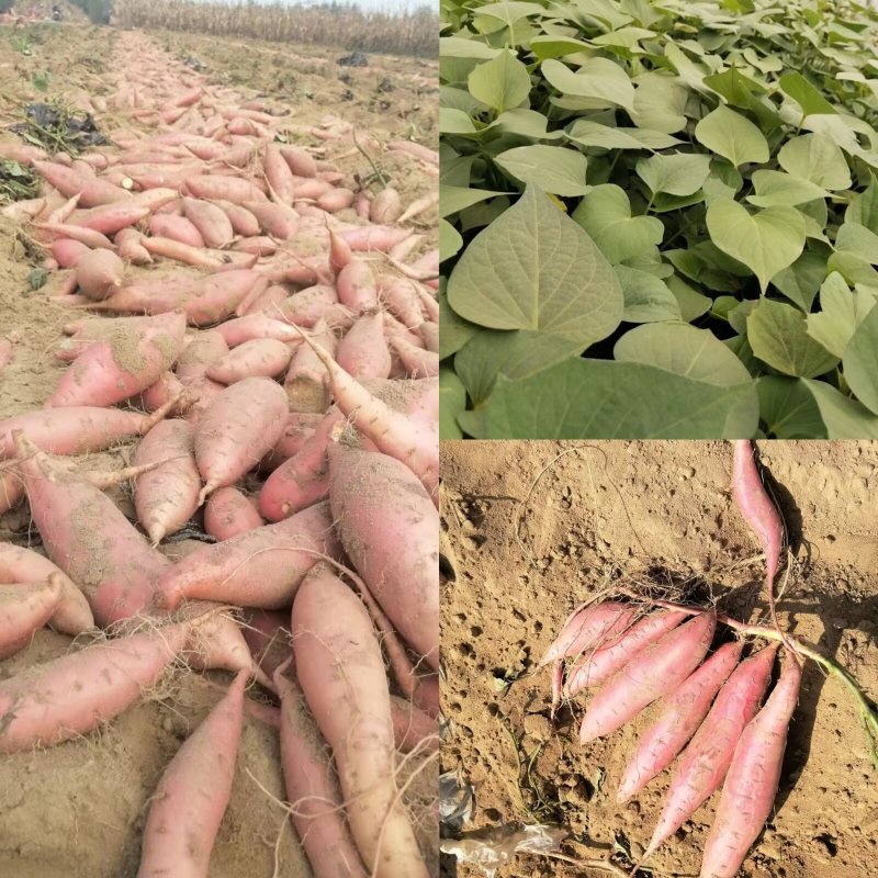 出售脱毒种薯，口感纯正，基地直发保证品质！